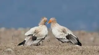 Egyptian Vultures in Pong Lake #vulture #egyptian #naturallywild @DhyeyaTV