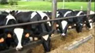Old MacDonald Had A Farm - Gerry Rhymes