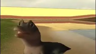 la la la la la crocodile meme