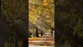 Relaxing Relaxing Music + Autumn Feel