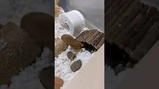Syrian Hamster making noises