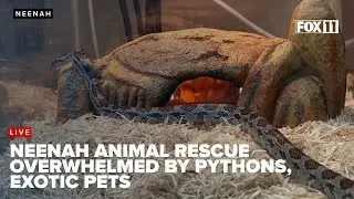 Growing Need for Exotic Pet Rescues at J&R Aquatic Pet Rescue in Neenah