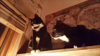 Des idées pour enrichir la vie de vos chats - 2e partie
