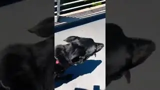 Cape Town Dogs