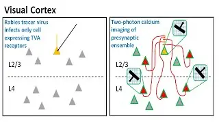 BPF Neuroscience Journal Club on Rossi et al. 2020