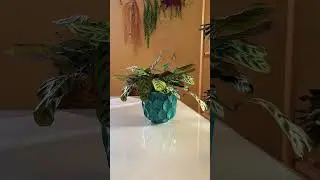 An amazing plant that can move its leaves. Ctenanthe #shorts