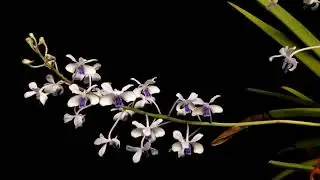 Vanda coerulescens