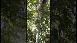 Social Distance 01 Metre Special | Jack tree |Nuwara Eliya | Social distance #short