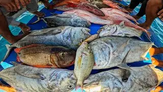 Ngayon Lang Kami Nakahuli Ng Ganito Karami At Puro Malalaki