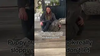 #dogtraining101