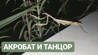 Богомол 2 / Мантис 2 / Mantis 2  🇧🇬     12.09.2019