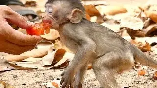 Alba So Hungry | Poor Baby Much Eating Water Melon | Monkey Crying