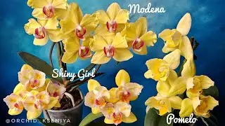 Жёлтые красавицы орхидеи: Pomelo трилипс, Modena бантик, Shiny Girl бабочка в домашних цветениях 🌼