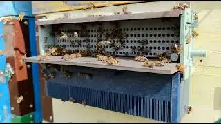 Пыльца 2023. Белгородская область