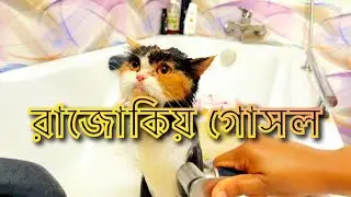 বিড়ালের রাজোকিয় গোসল ॥ cat shower