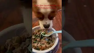 #doglife#foodie#lamb#kale#puppy#kibble#tasty#viral#best#recipe#delicious#yummy#happy#love#dog#pets