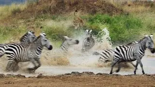 Wildscreen Karibu Nairobi Short Film