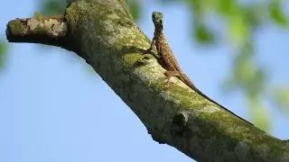 Male FLYING DRAGON (DRACO), Singapore