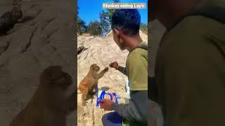 Monkey eating Lay's chips