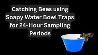 Handy Bee Manual - Surveying Bees with Soapy Water Bowl Traps