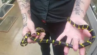 Niki shows off a beautiful Malaysian Mangrove Snake at LLLReptile's store!