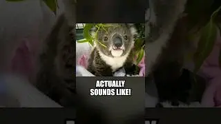 This Is What A Koala Sounds Like! 😱