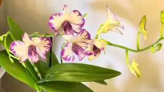 Dendrobium enobi purple splash