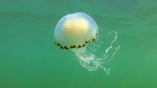Compass (?) Jellyfish off Moelfre, Anglesey