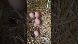 Chicken eggs from our two chickens! Happy springtime 2025 #homesteading