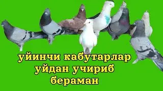 88_740_1141 учмани звэрлари сотилади Уйинчилар