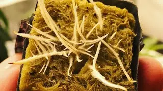 How to clone and what to use/ The Grow Show