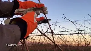 Potatura vite, 3 semplici metodi