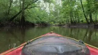 Kayaking in Louisiana #kayak #bayou #nature  #naturelovers #original 