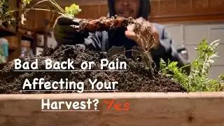 Gardening With Disabilities: Container Root Crop Harvesting