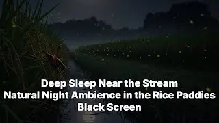 Deep Sleep Near the Stream: Natural Night Ambience in the Rice Paddies | Black Screen