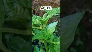 🌶️ Increase the branches of chili plants #gardenasmr
