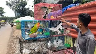 വിവിധതരം വളർത്തു പക്ഷികൾ