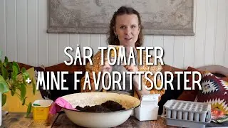 Sår tomater + mine favorittsorter!