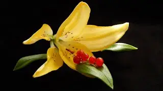 Лечебная музыка - Йозеф Гайдн 🌺 Освобождает От Негативных Эмоций. Укрепляет Иммунную Систему.