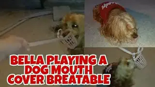 BELLA PLAYING A DOG MOUTH COVER BREATHABLE | DEE MIXTV