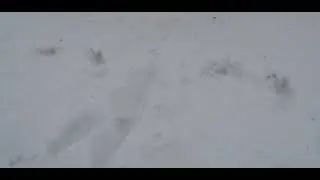 approche documentaire de la faune locale