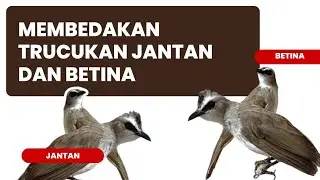 PERBEDAAN TRUCUKAN JANTAN DAN BETINA LOKAL DEWASA AKURAT