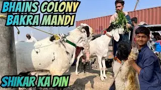 Karachi Ki Mashhoor Mandi!Bhains Colony Bakra  Mandi Latest Rates | 21-1-2026 😱💸