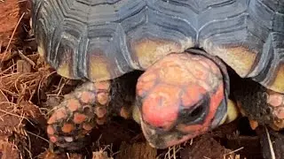 Our beautiful cherry head Tortoises