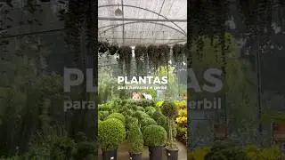 Plantas para hamster e gerbil 🐹🌱