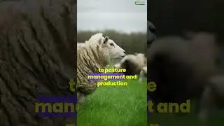 Sheep 2025 Open Day - Grassland