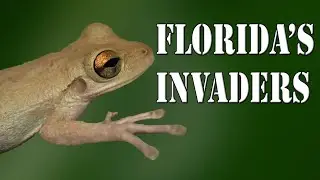 Florida's Cuban Tree Frog Invasion