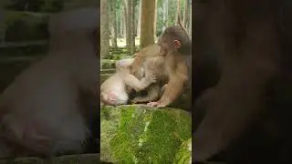 Adorable baby, breastfeed by mom Eellen monkey #2