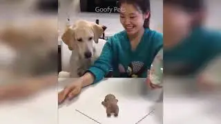 Cat Reaction to Cutting Cake - Cute Dog Cake Reaction Compilation, Mini Poodle Dogs
