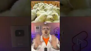 How chicken McNuggets are made